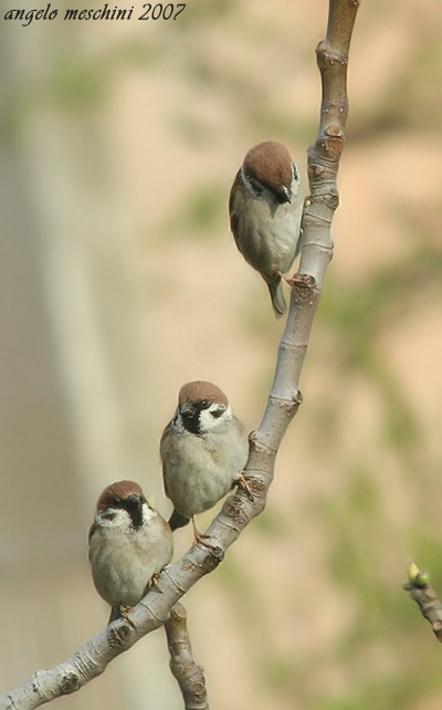 Passera mattugia Passer montanus -  Si discute di Ploceidae.